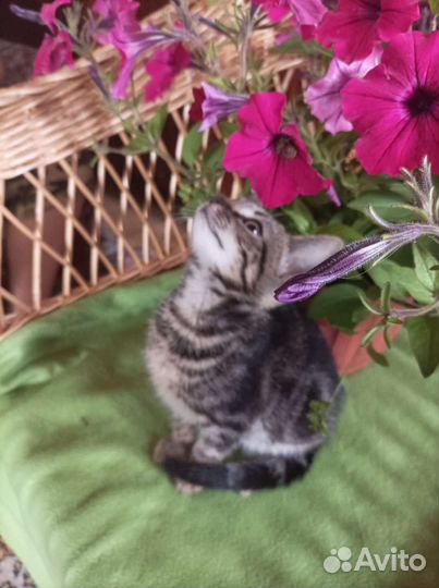 Котята в добрые руки бесплатно