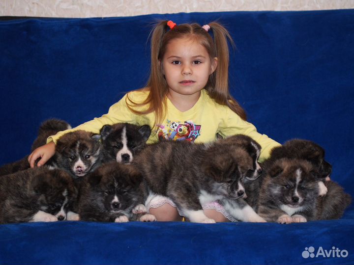 Щенки акита ину для вас