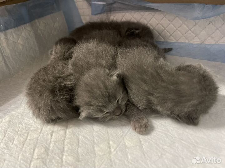 Шотландские котята