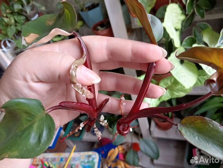 Филодендрон розовая принцесса