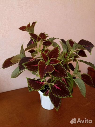 Цветы колеусы, три вида