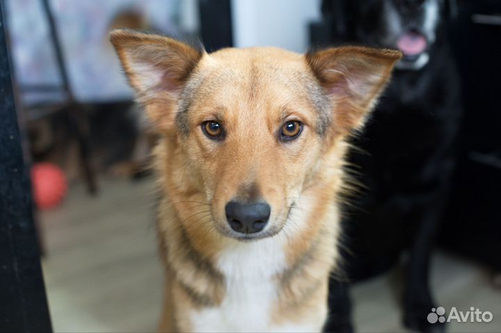 Собака в добрые руки