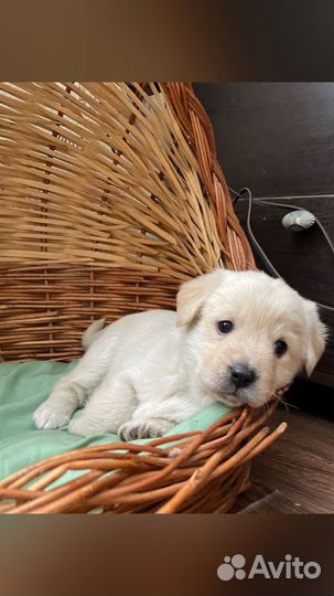 Отдам в добрые руки милых девочек