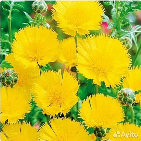 Васильки махровые семена