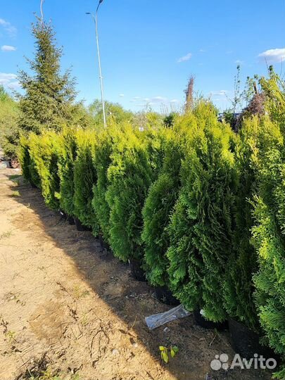 Туя от производителя 130см