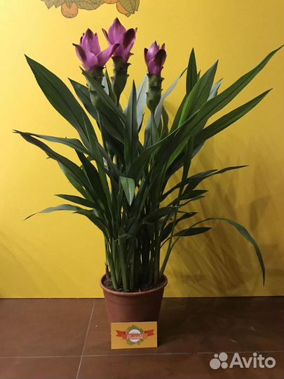 Куркума Новинка Экзот -лучше орхидеи