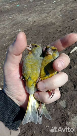 Певчие лесные птицы