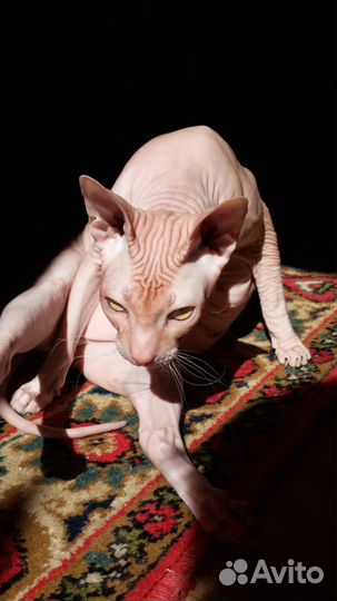 Передержка животных и выгул собак