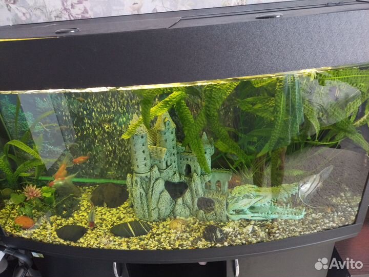 Аквариум