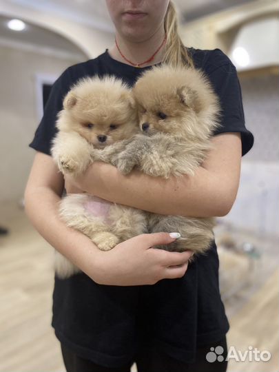 Малыши резерв