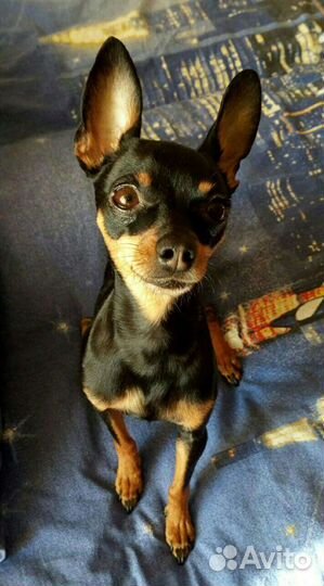 Вязка mini той терьер