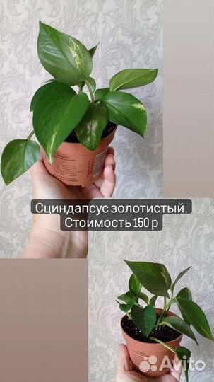 Эпипремнум, сциндапсус, филодендрон