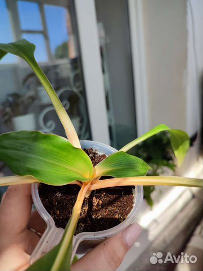 Хлорофитум грин оранж