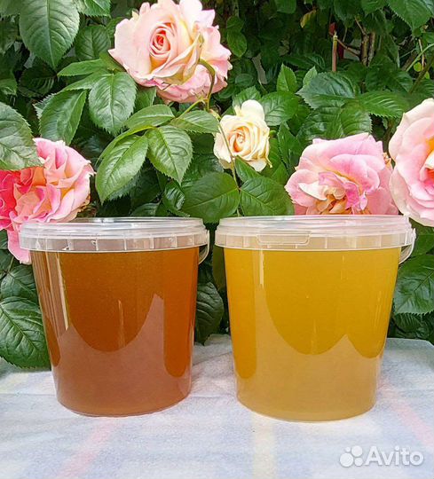 Свежий мёд 2023