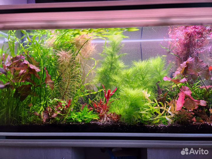 Аквариумные растения