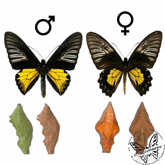 Необычный подарок для ребенка и взрослого