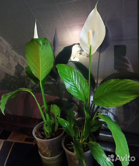 Спатифиллум