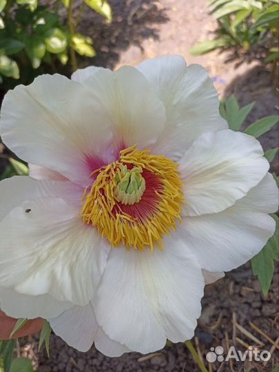 Пион древовидный