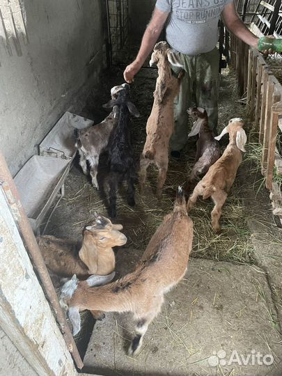 Продаются Козы и Бараны
