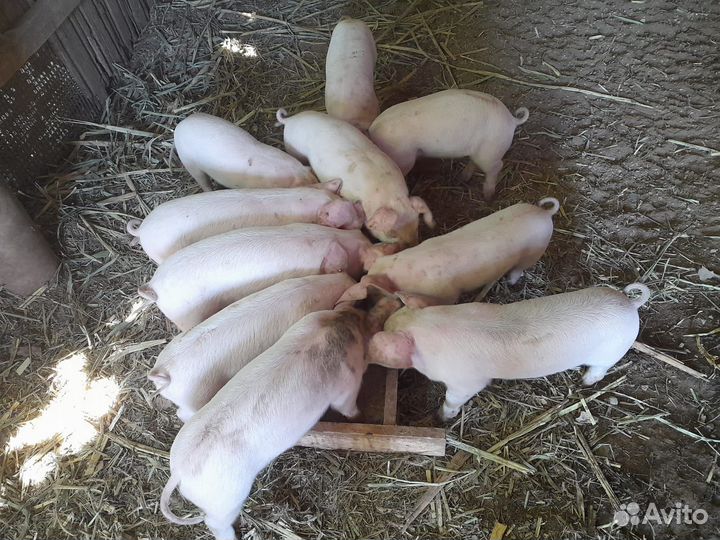 Поросята породы ландрас
