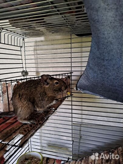 Белка дегу со всем необходимым