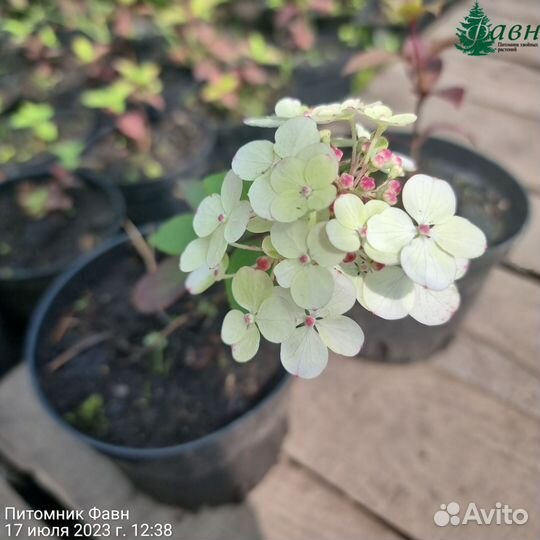 Гортензия Самарская Лидия (В контейнере С-1)