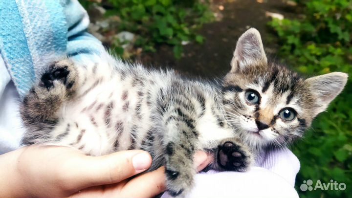 Котенок ищет любящего хозяина