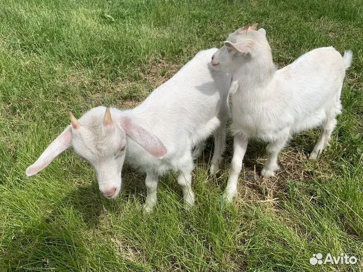Козы и козлята