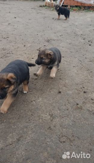 Щенки немецкой овчарки бесплатно
