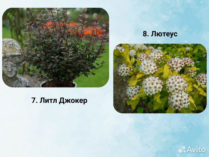 Саженцы пузыреплодника, пузыреплодник