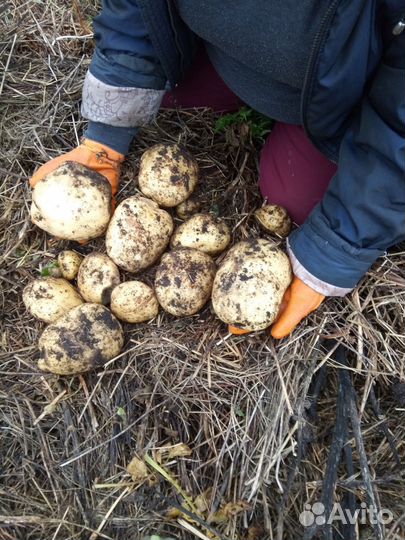 Овощи, фрукты, ягоды свежего урожая