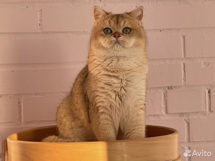 Золотой британский кот