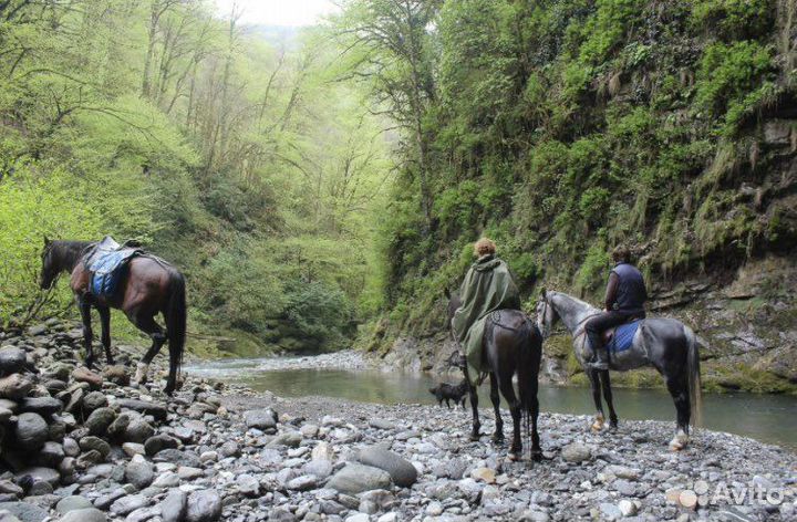 Конные прогулки в Адлере + трансфер