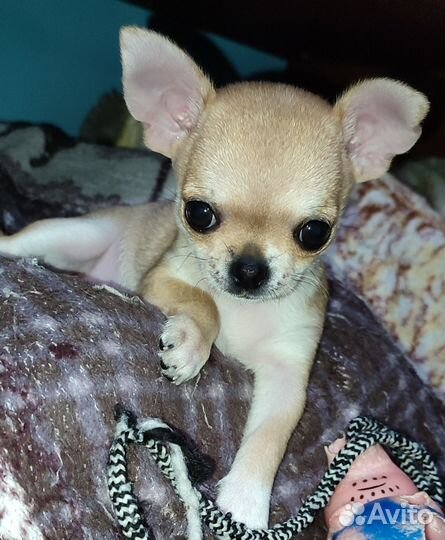 Чихуа-хуа mini девочка