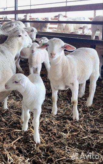 Бараны племенные