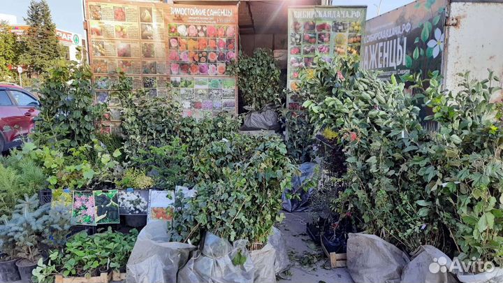 Саженцы смородины черной красной