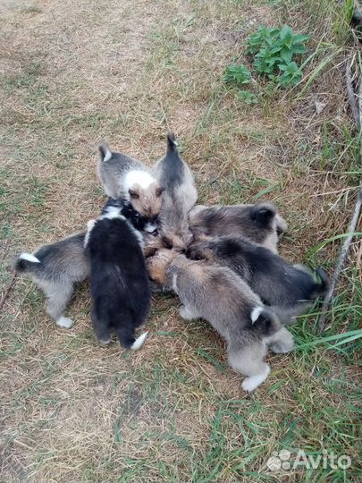 Отдам щенков в добрые руки бесплатно