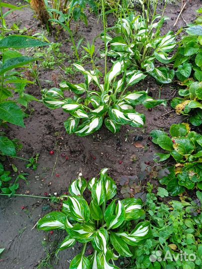 Хоста растение