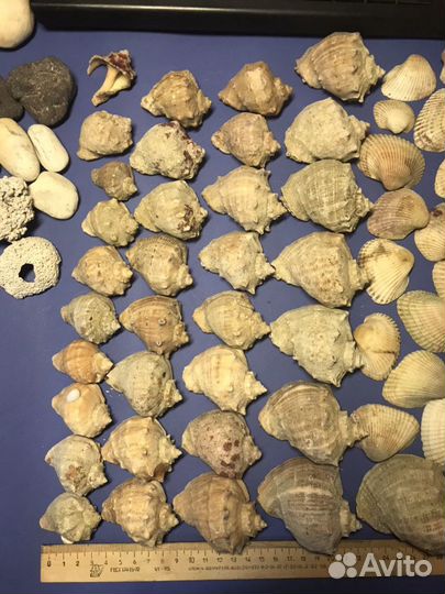 Рапаны, ракушки