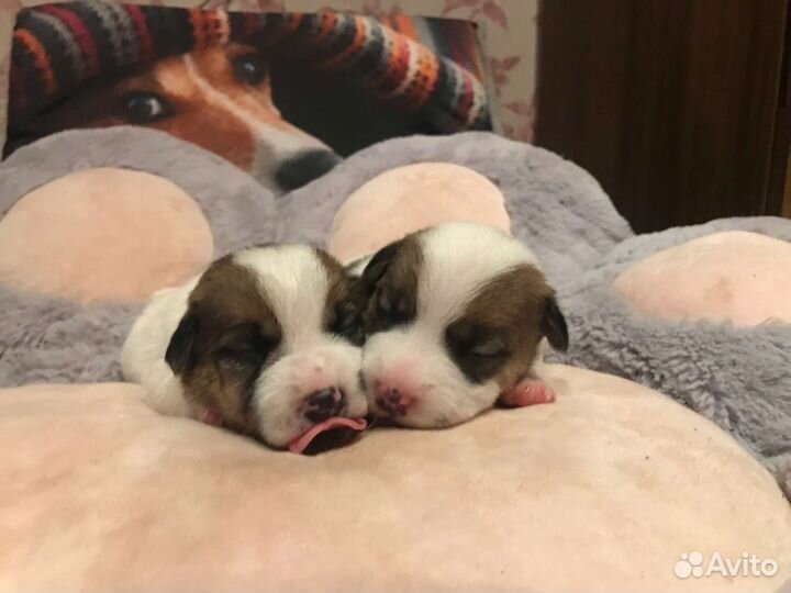 Щенки Джек Рассел терьер