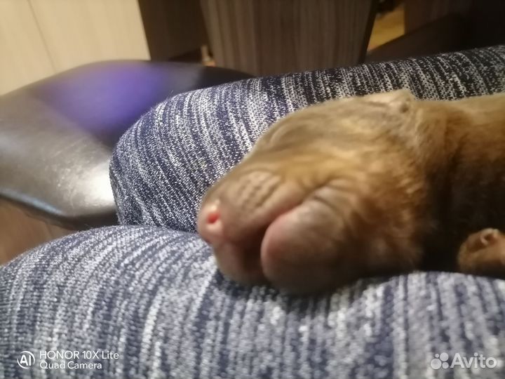 Продаются девочки добермана