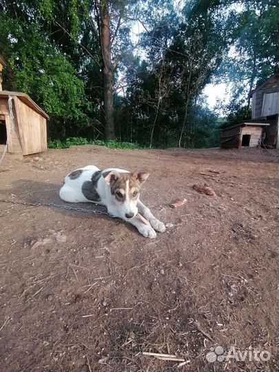 Собака в добрые руки