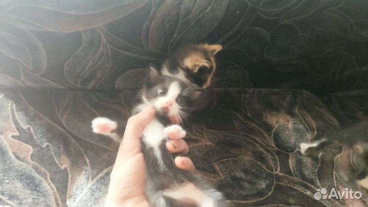 Кошки в добрые руки бесплатно