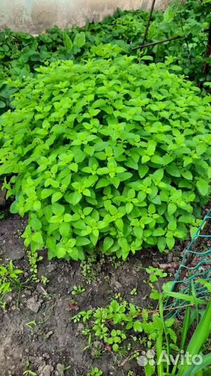 Мелисса,мята