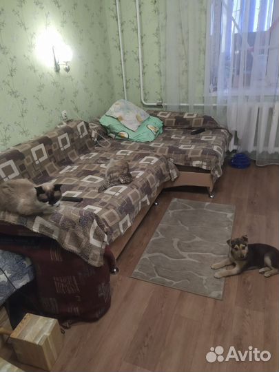 Отдам щенка в добрые руки