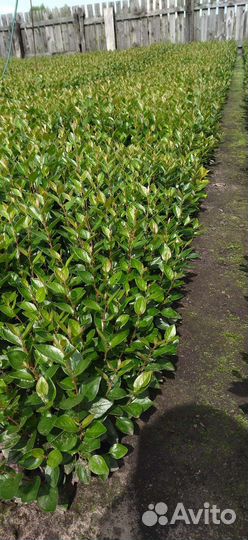 Сеянцы кизильника