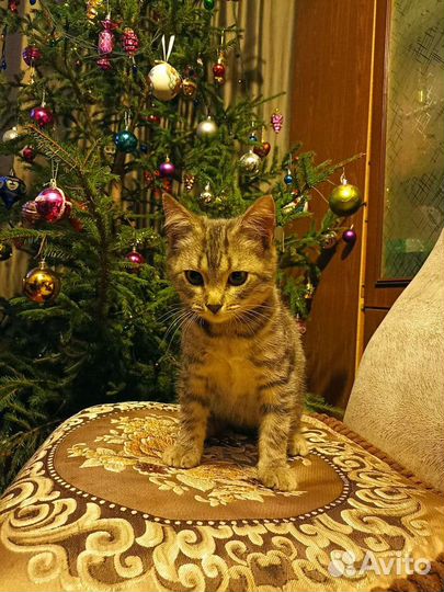 Котята в добрые руки бесплатно