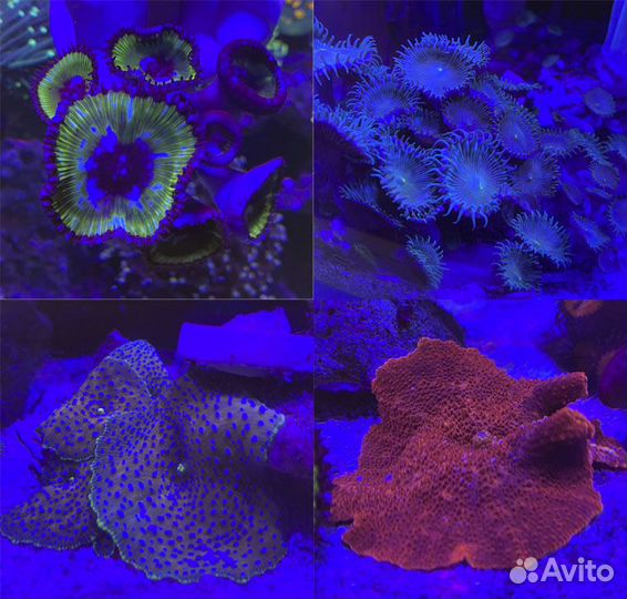 Продам кораллы