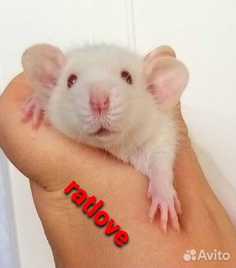 Крысята дамбо мальчики
