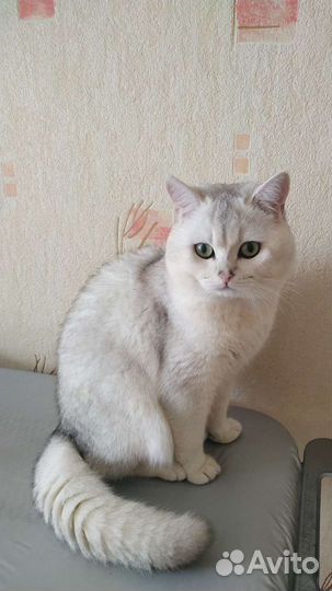 Кот британец (Вязка)